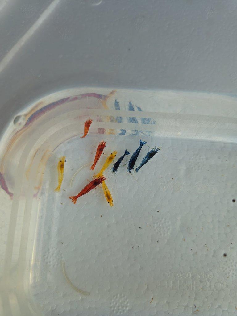 Sparťanské krevetky - nenáročné, čisté linie