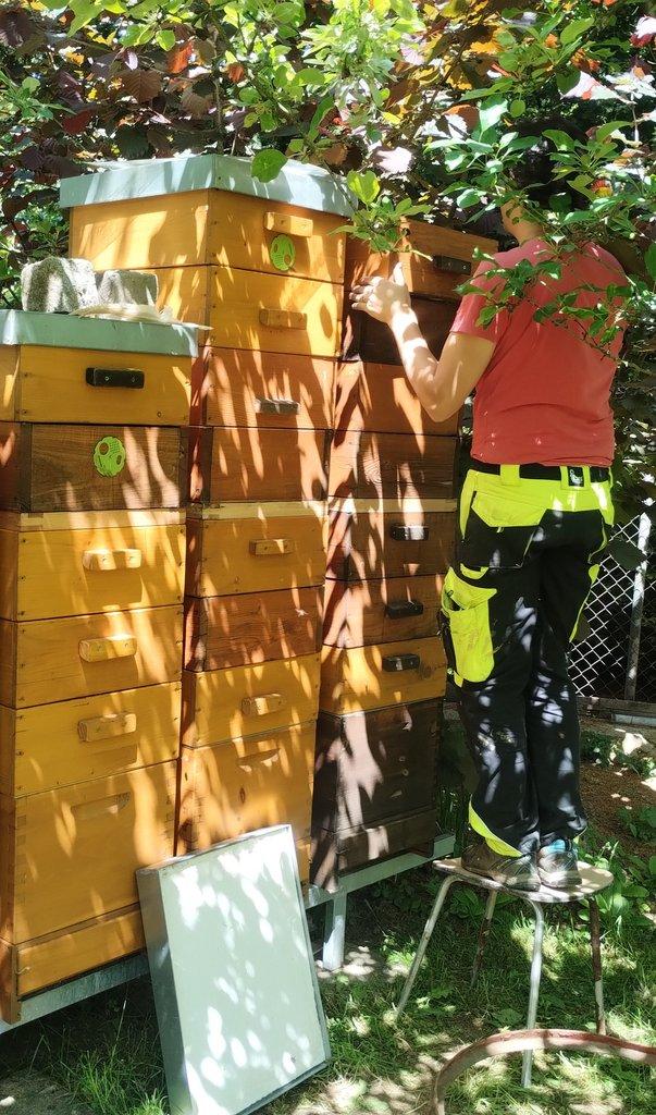 Prodej vyzimovaných včelstev Buckfast