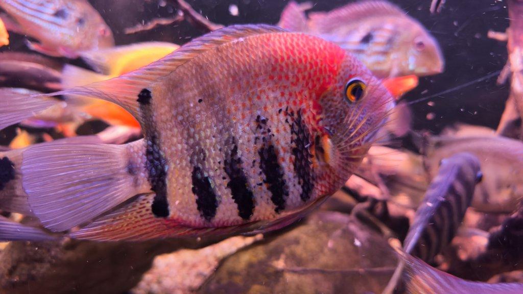 Americké cichlidy