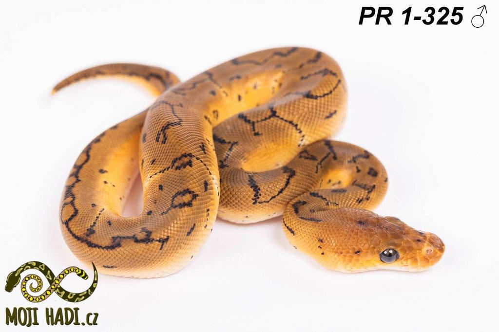 Krajta královská - Python regius
