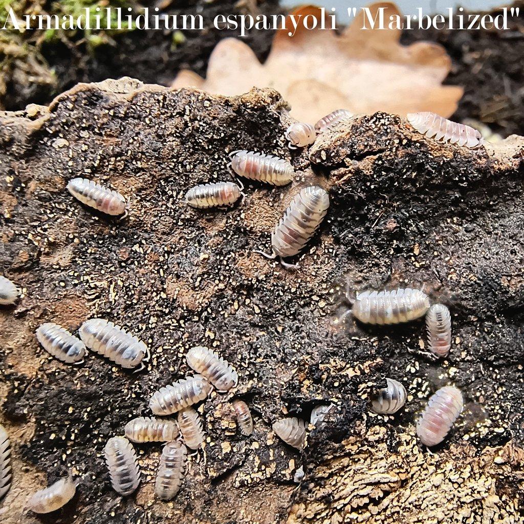 ISOPODY bulk / balíčky - Fauna trhy Ostrava 15.2.