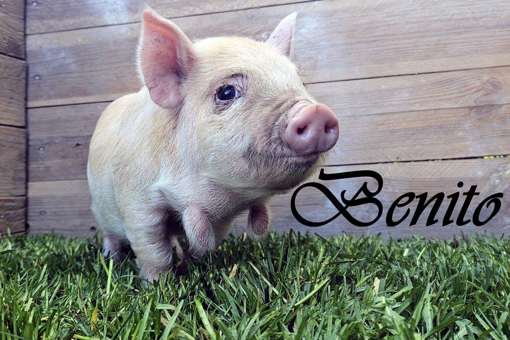 100% čistokrevné selata kune kune do chovu