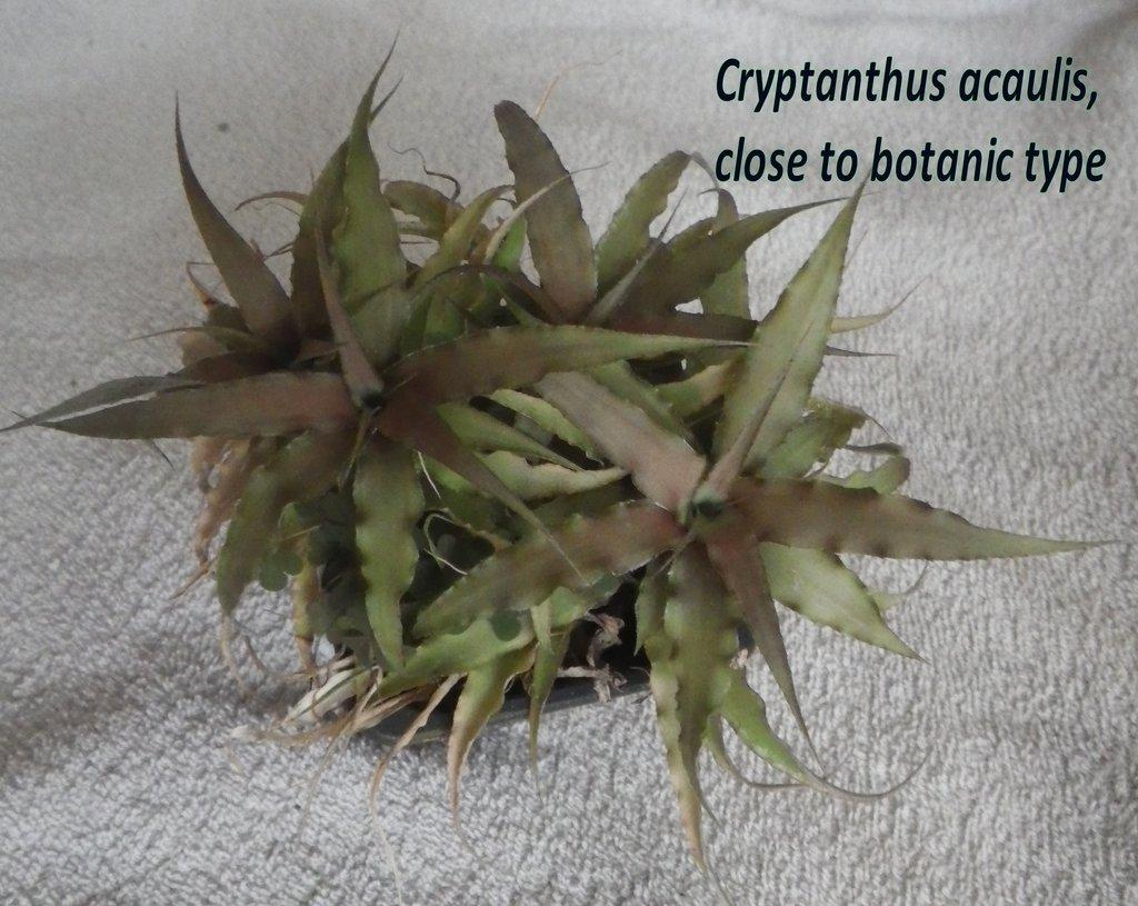 Terarijní bromélie Cryptanthus