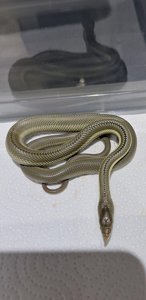 Philodryas baroni 4,3