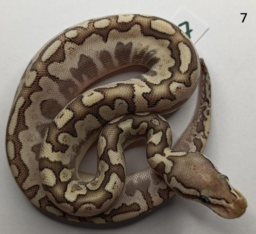 Krajta královská/ Python regius