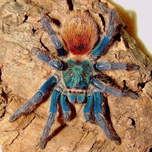 Chromatopelma cyaneopubescens