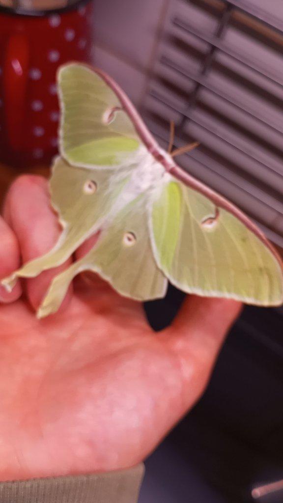 Actias luna - ova- vejce