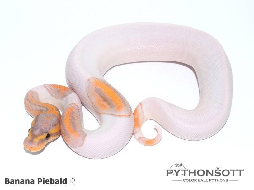 Krajta královská – mláďata z vlastního chovu