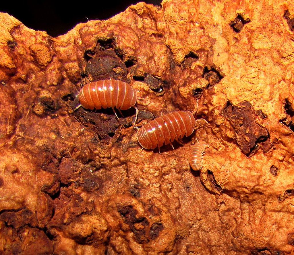 Isopody  - hobby,do terárií i krmné,chovné boxy,krmení - Živá exotika 6.9.,stůl J05