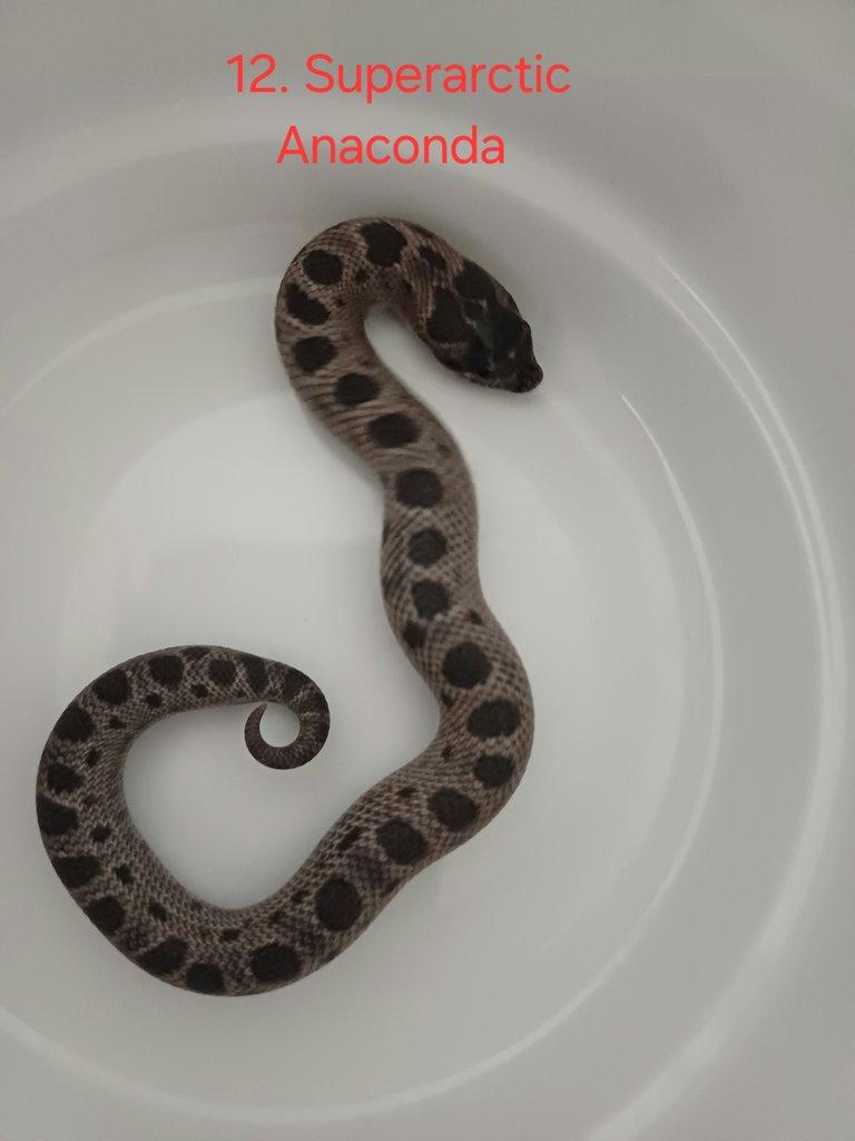 Heterodon
