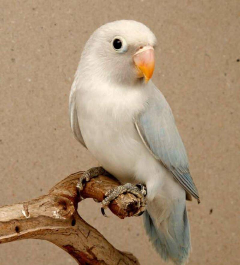 Agapornis hnědohlavý - různé mutace