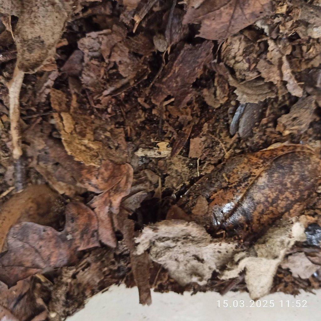 Archimandrita tessellata