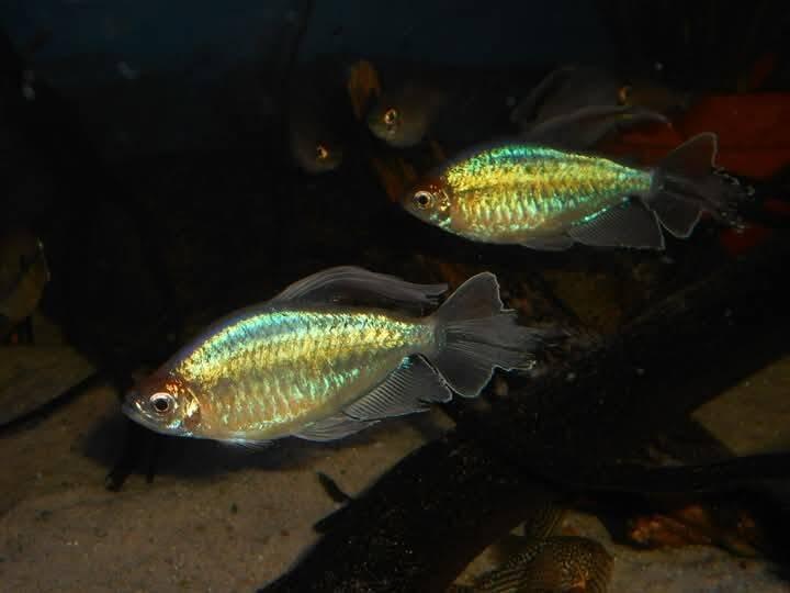 Tetra kongo - Phenacogrammus interruptus