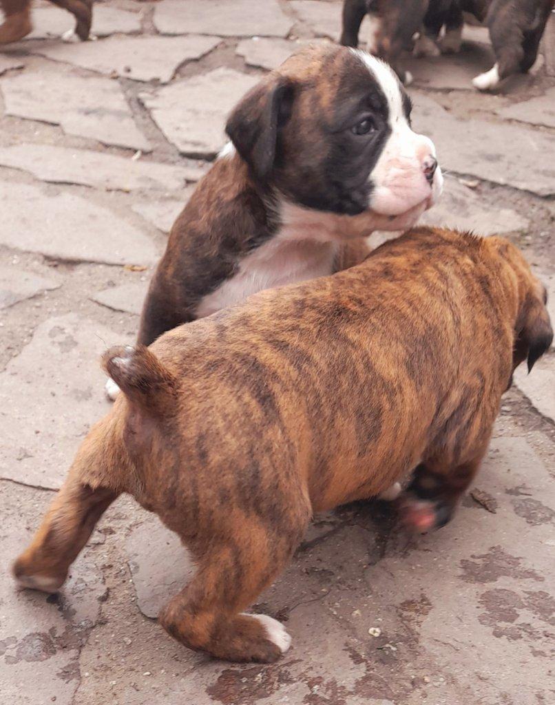 Žíhaná štěňátka Německý Boxer bez PP
