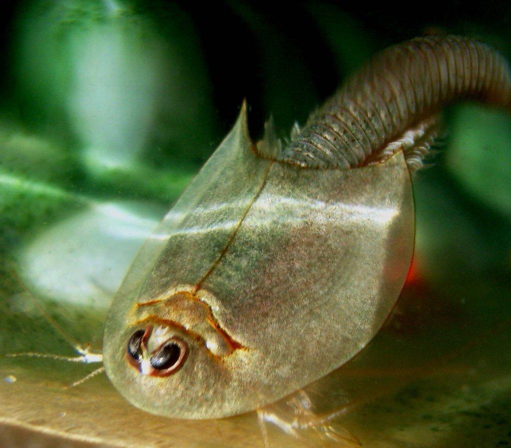 Listonoh americký (Triops Longicaudatus) vajíčka