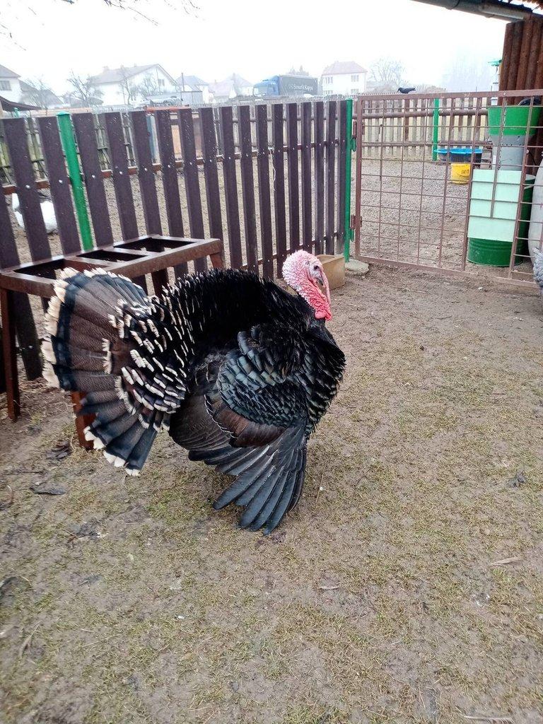 Krocan krůty české