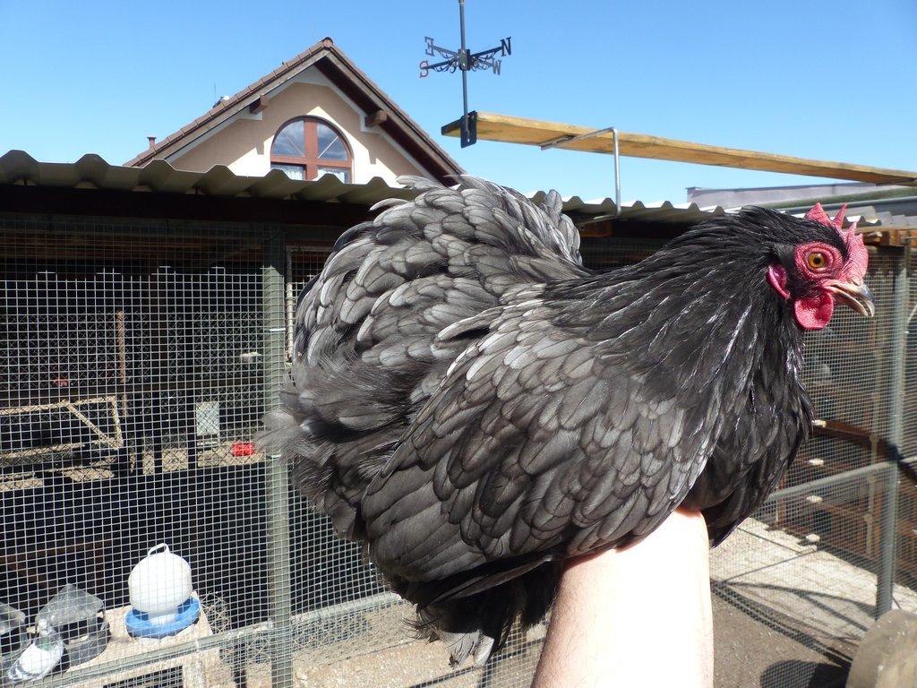 Zakrslá Kočinka modrá