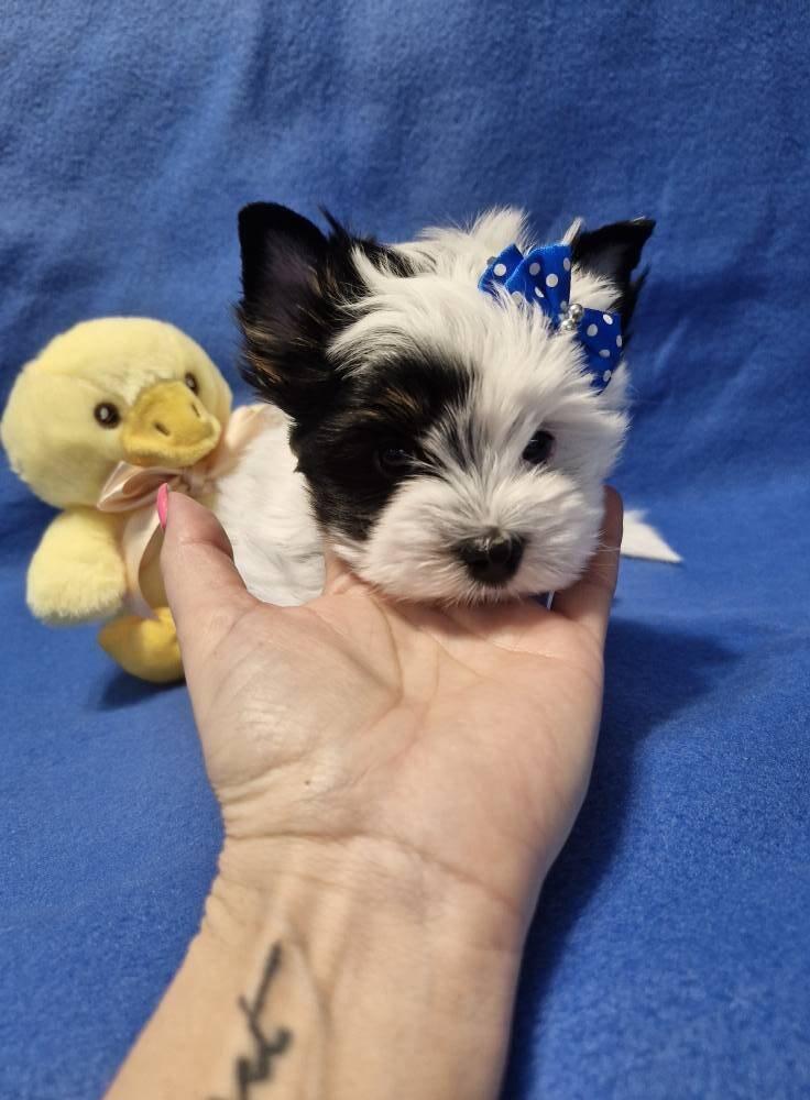 Jorkšírský terirér-jorkšír