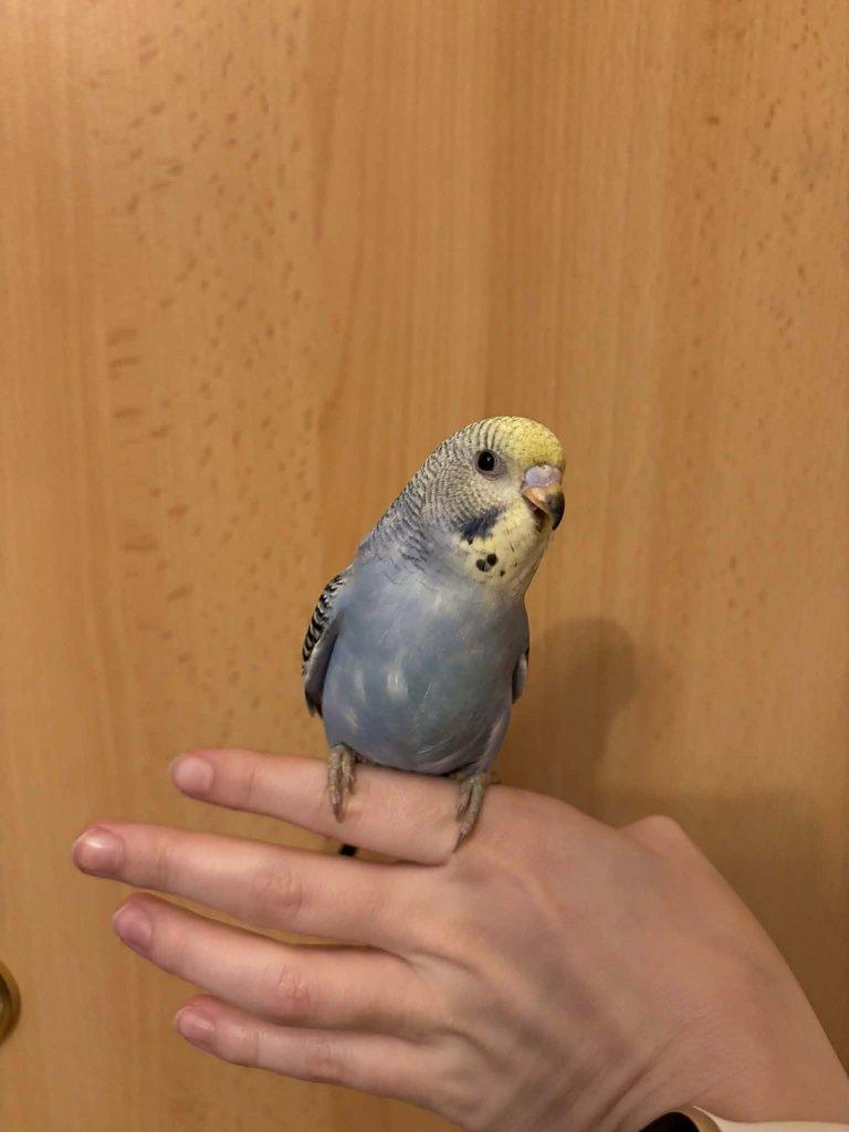 Prodám mladé andulky po vylétnutí z budky