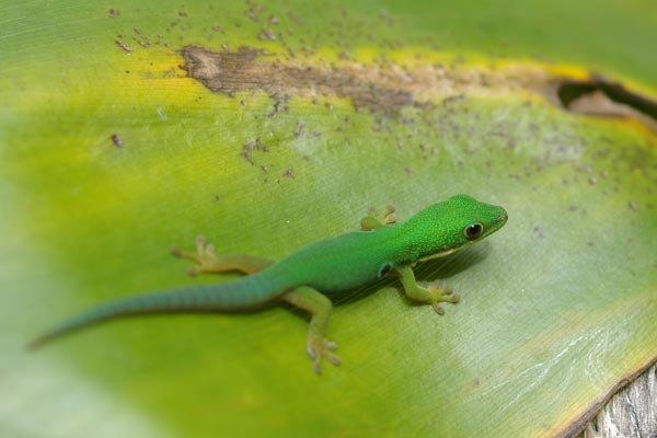 Phelsuma quaodriocellata 0.0.1
