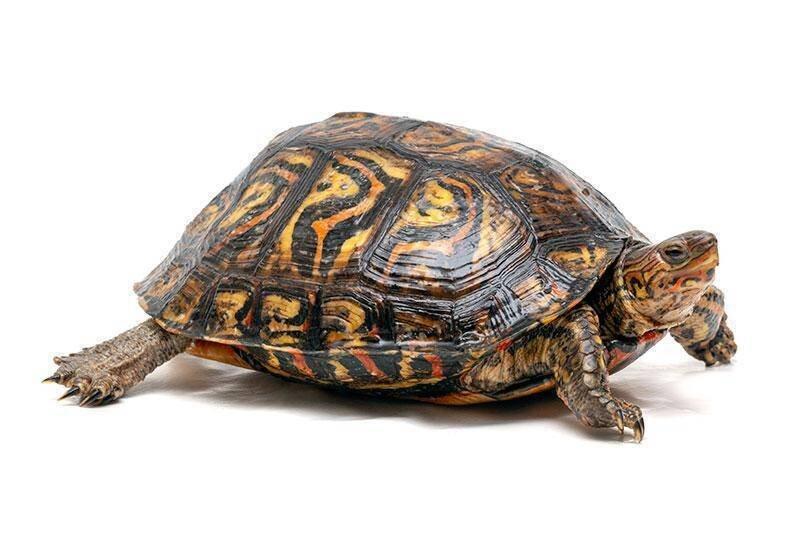 Vodní želvy