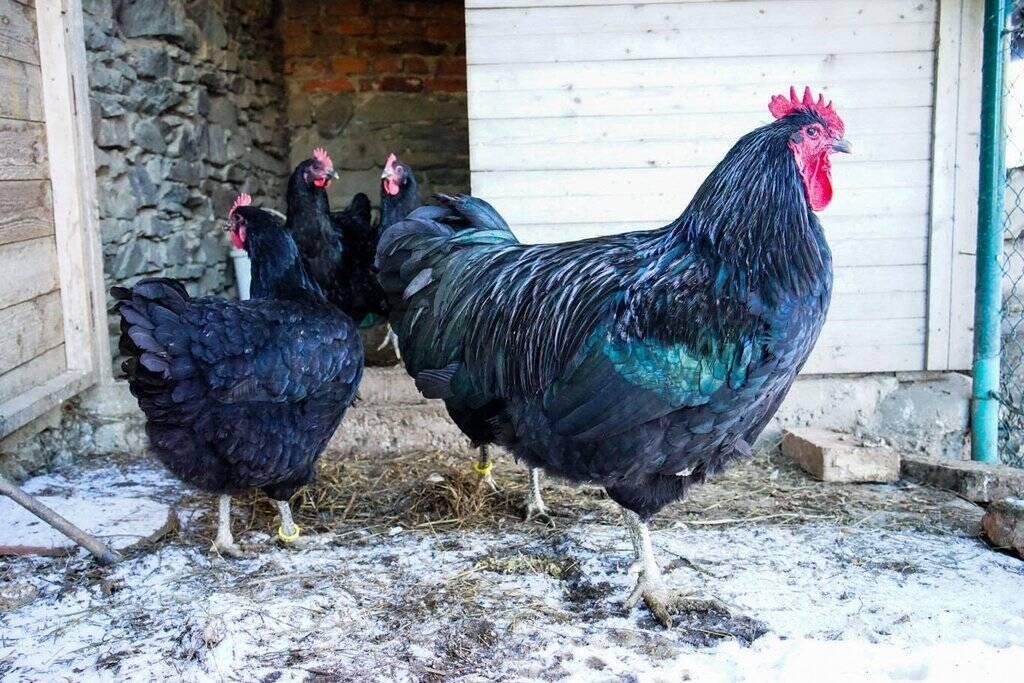 Žerzejský obr (násadová vejce)