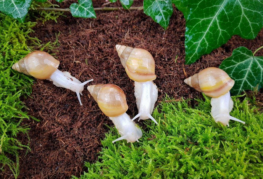 Africký šneci Lissachatina fulica hamillei rodatzi Albino body