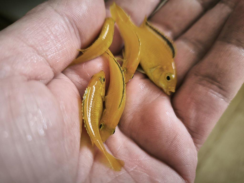 Malawi Tanganika