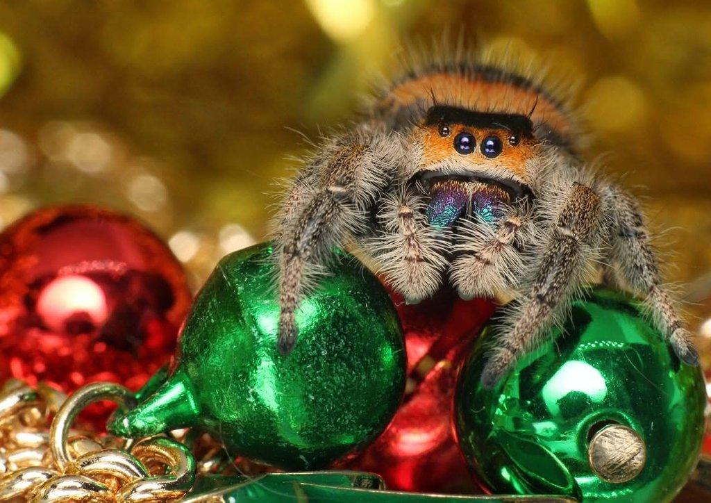 Phidippus regius Everglades, skákavka královská