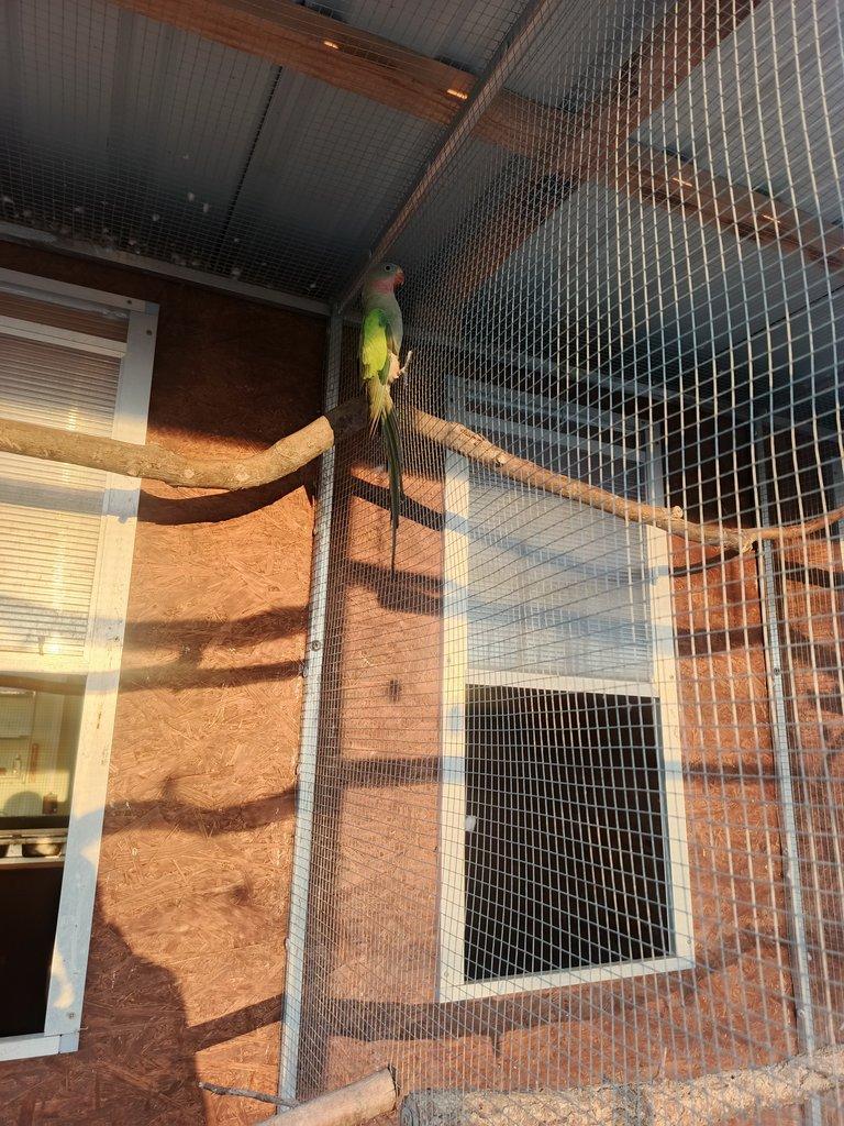 Papoušek alexandřin 1,0