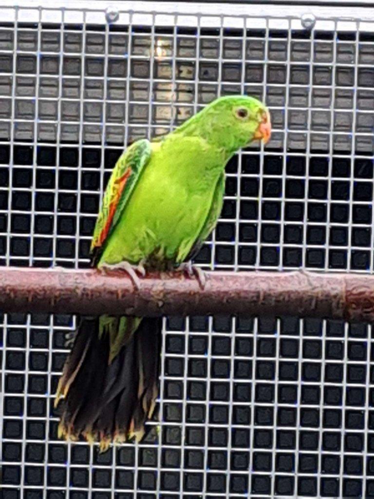 Papoušek červenokřídlý žlutý