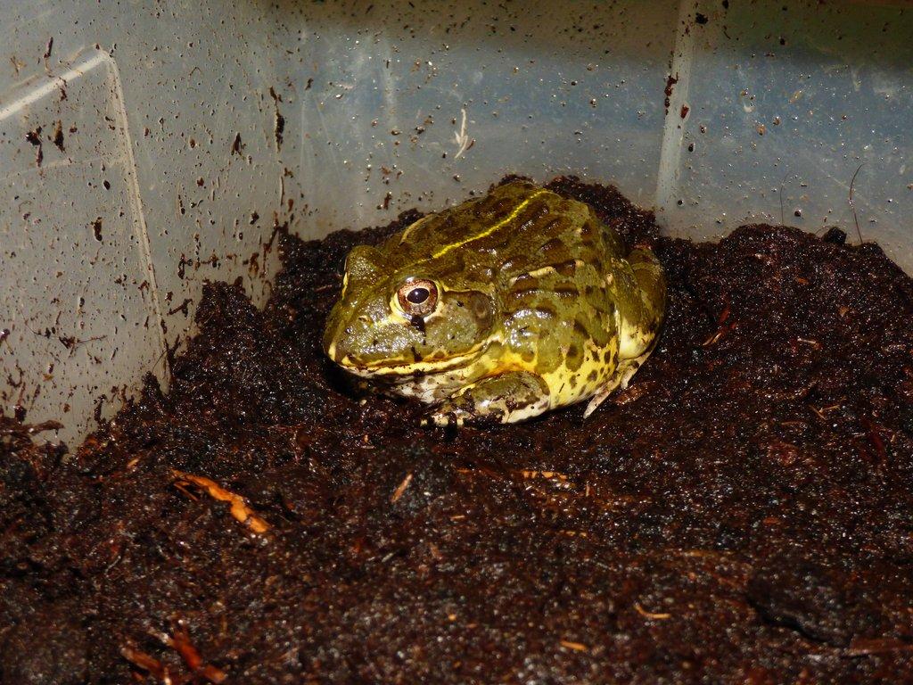 Hrabatka drsná (Pyxicephalus adspersus)