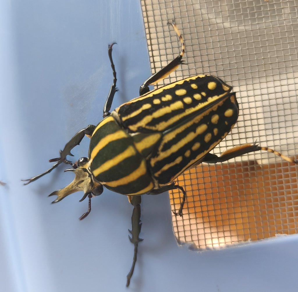 Chelorrhina savagei - samci