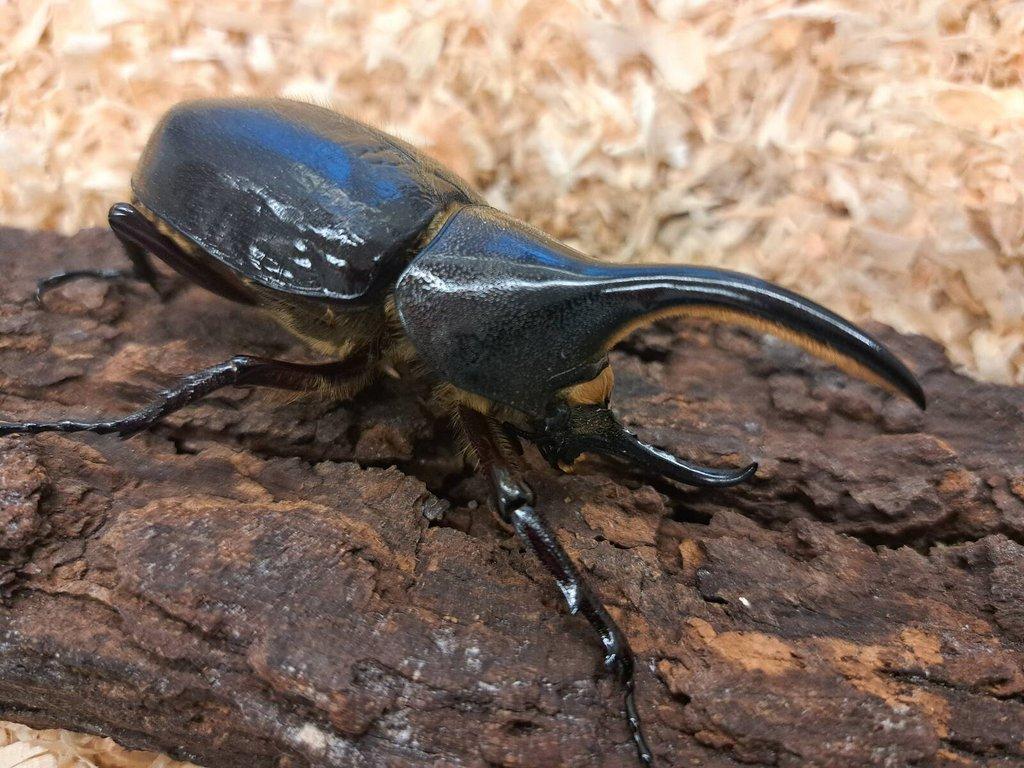 Dynastes hercules hercules