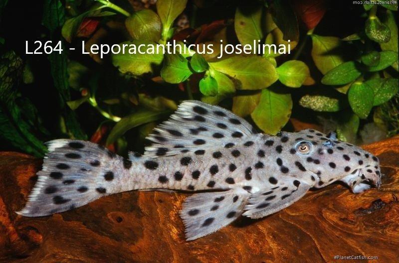 L-sumci - odchovy