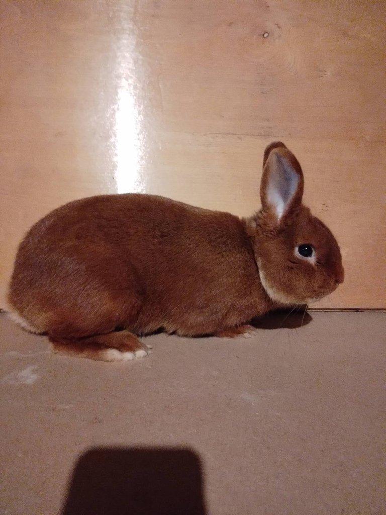 Český červený