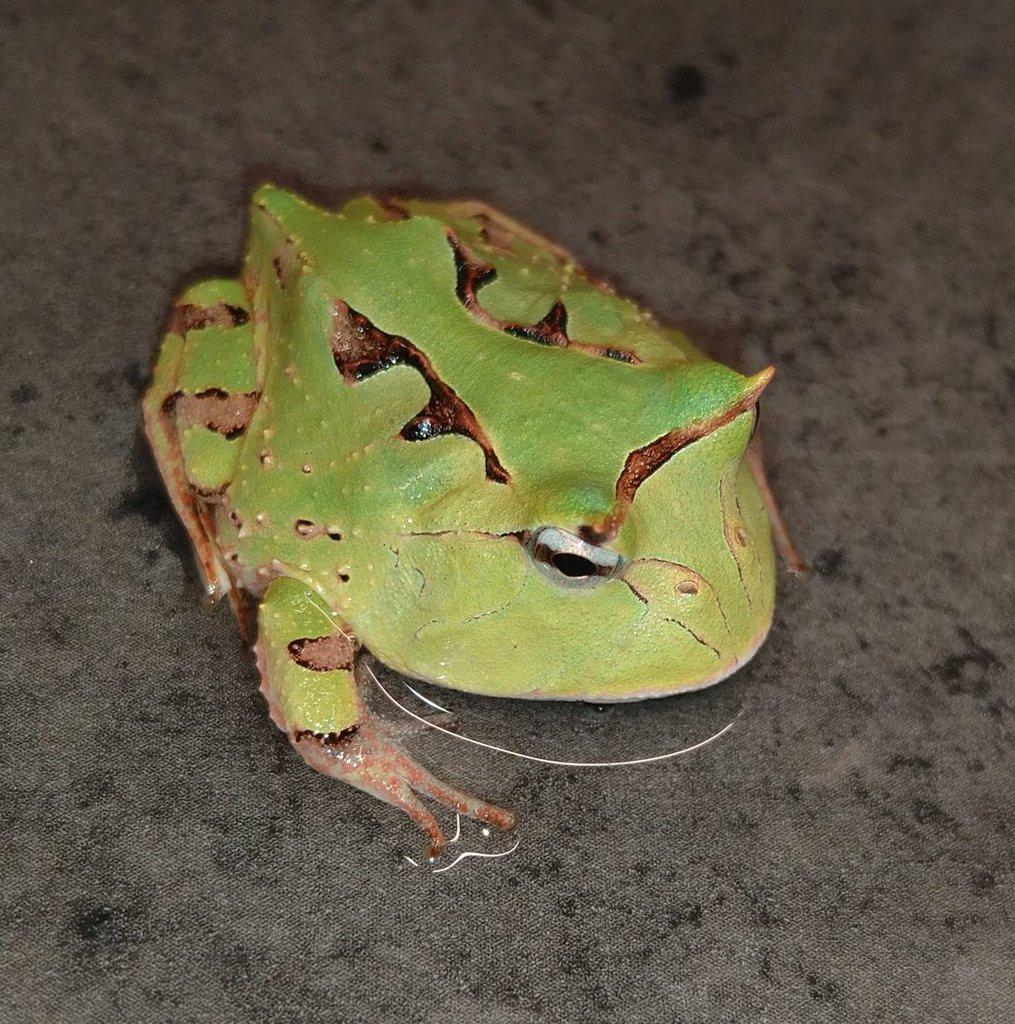 Ceratophrys cornuta, cranwelli