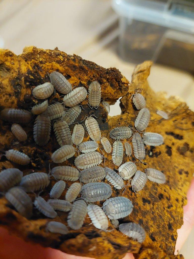 Isopody, stínky, svinky