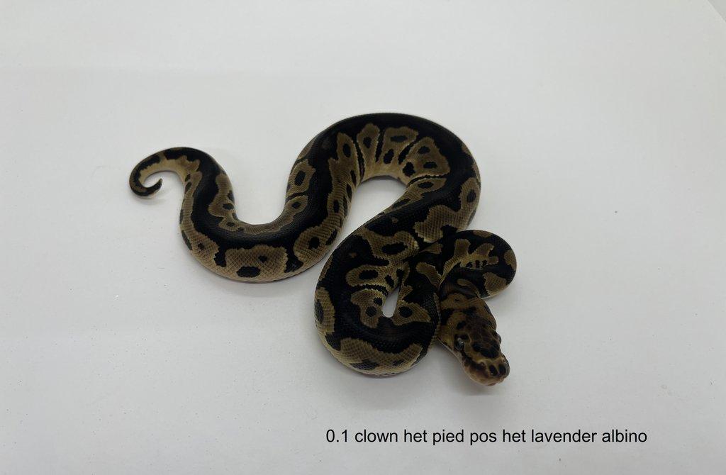 Krajta královská (Python regius)