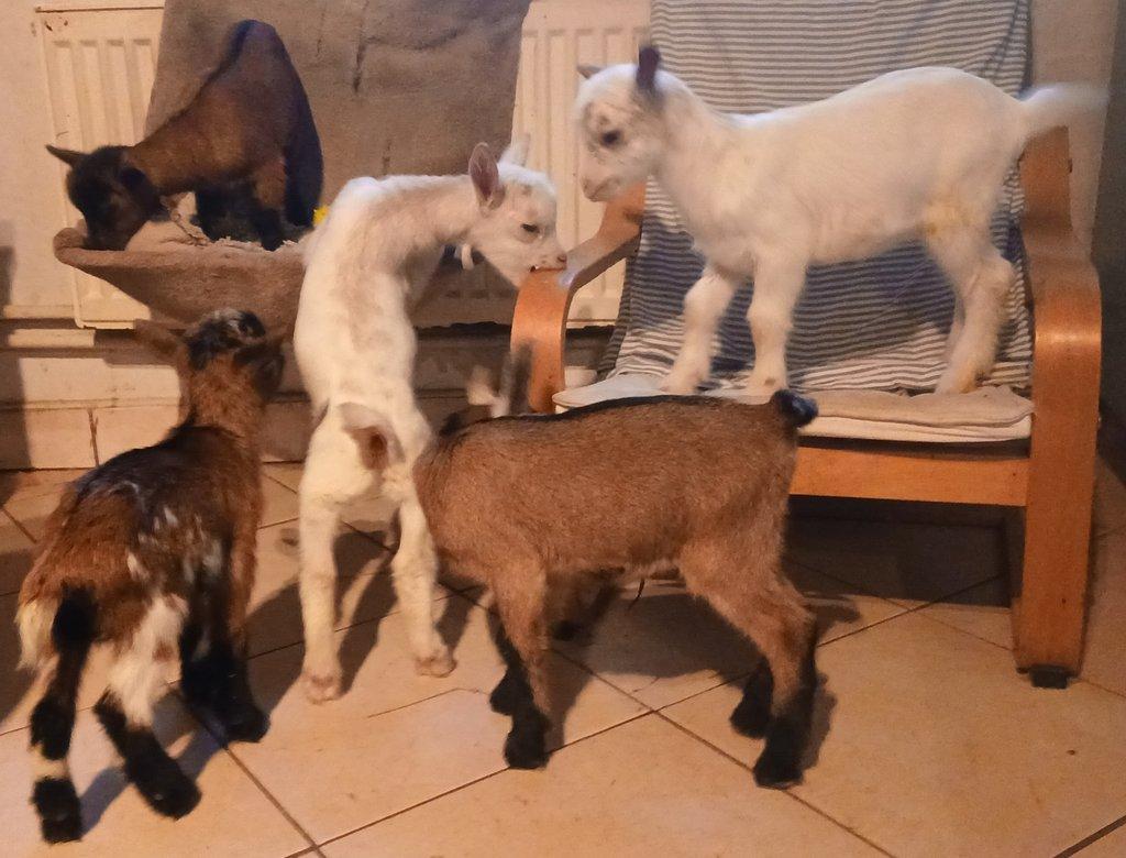 ZAKRSLÁ HOLANDSKÁ KOZA - RUČNĚ DOKRMENÁ KŮZLATA