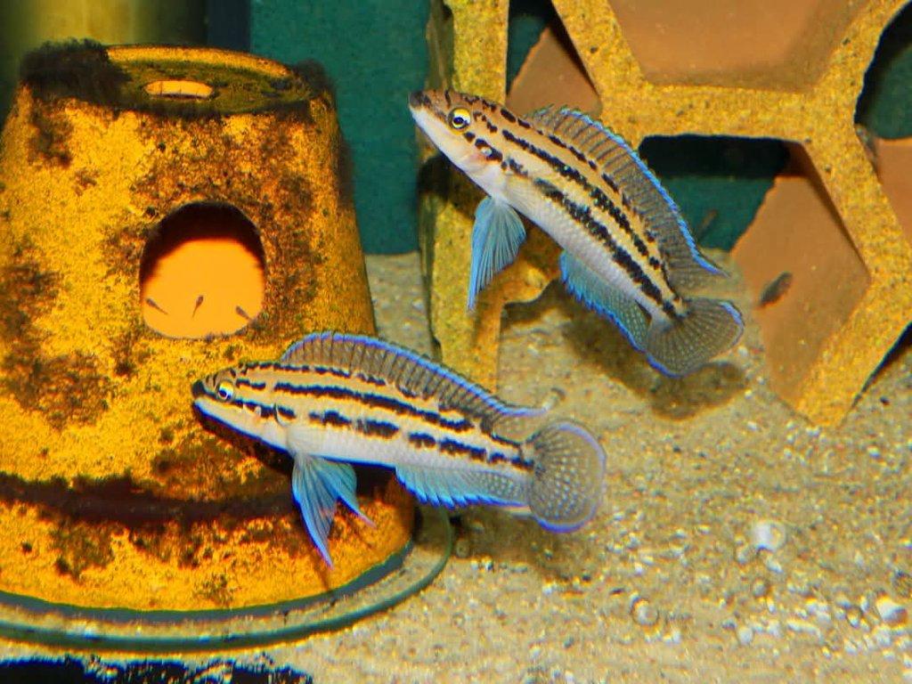 Tanganika