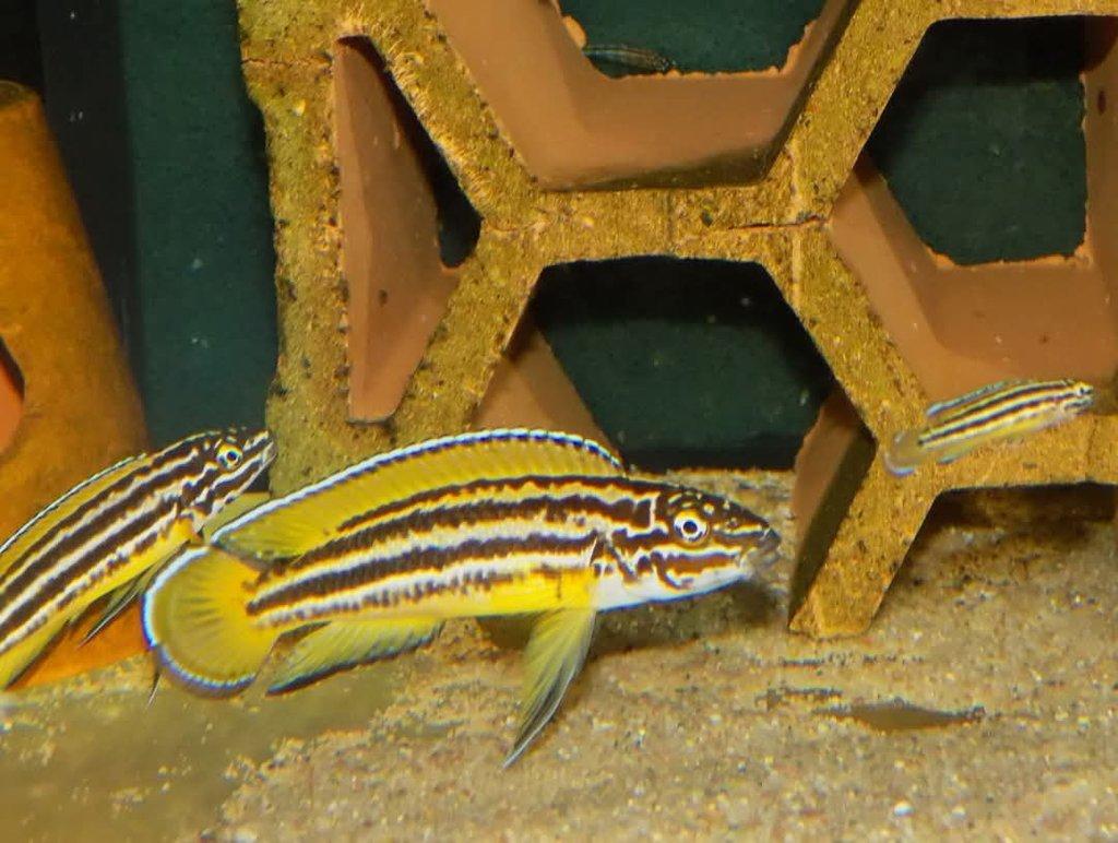 Chovné páry Julidochromis
