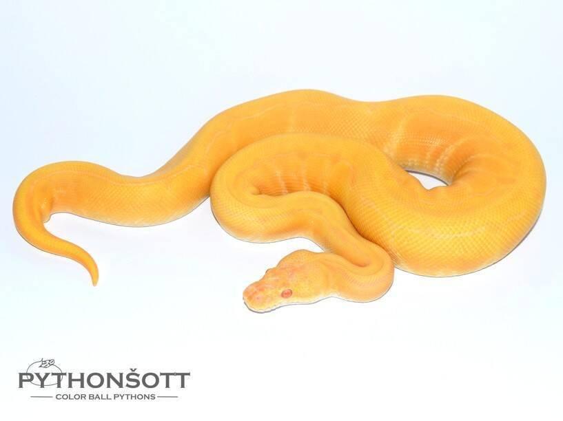 MLÁĎATA KRAJTY KRÁLOVSKÉ (Python regius)