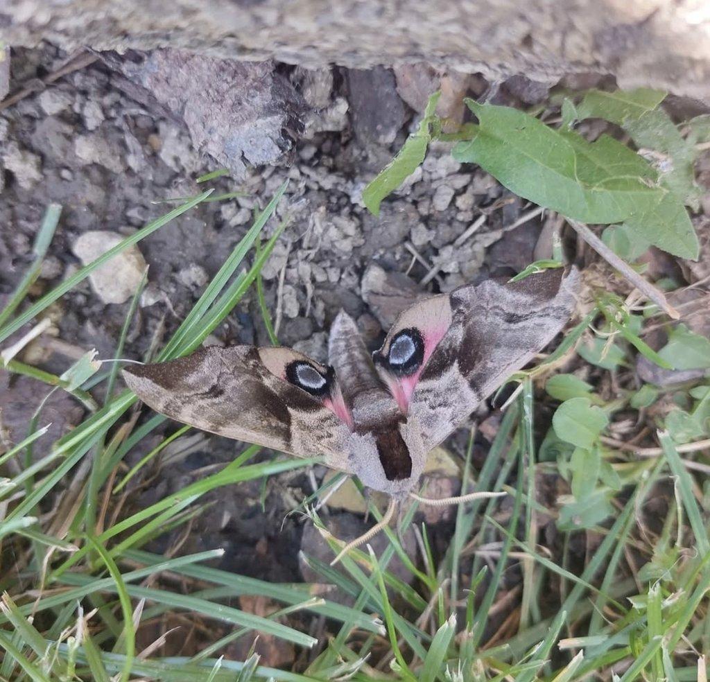 Lišaj paví oko - Smerinthus ocellatus