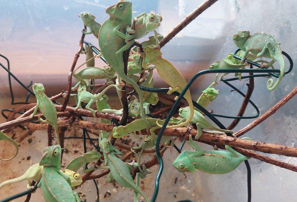 Chameleon jemensky