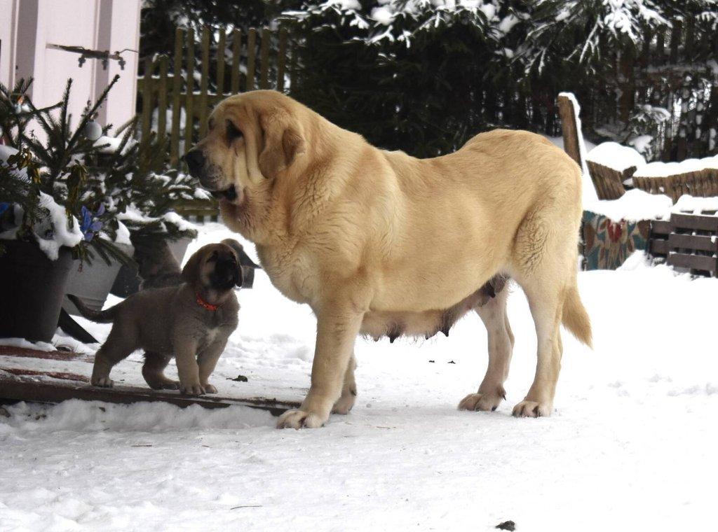 Španělský mastin- nabízíme štěňátka k odběru po 20.lednu
