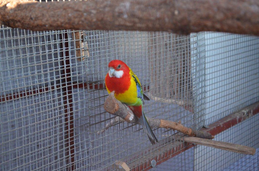 Prodám Roselu pestrou