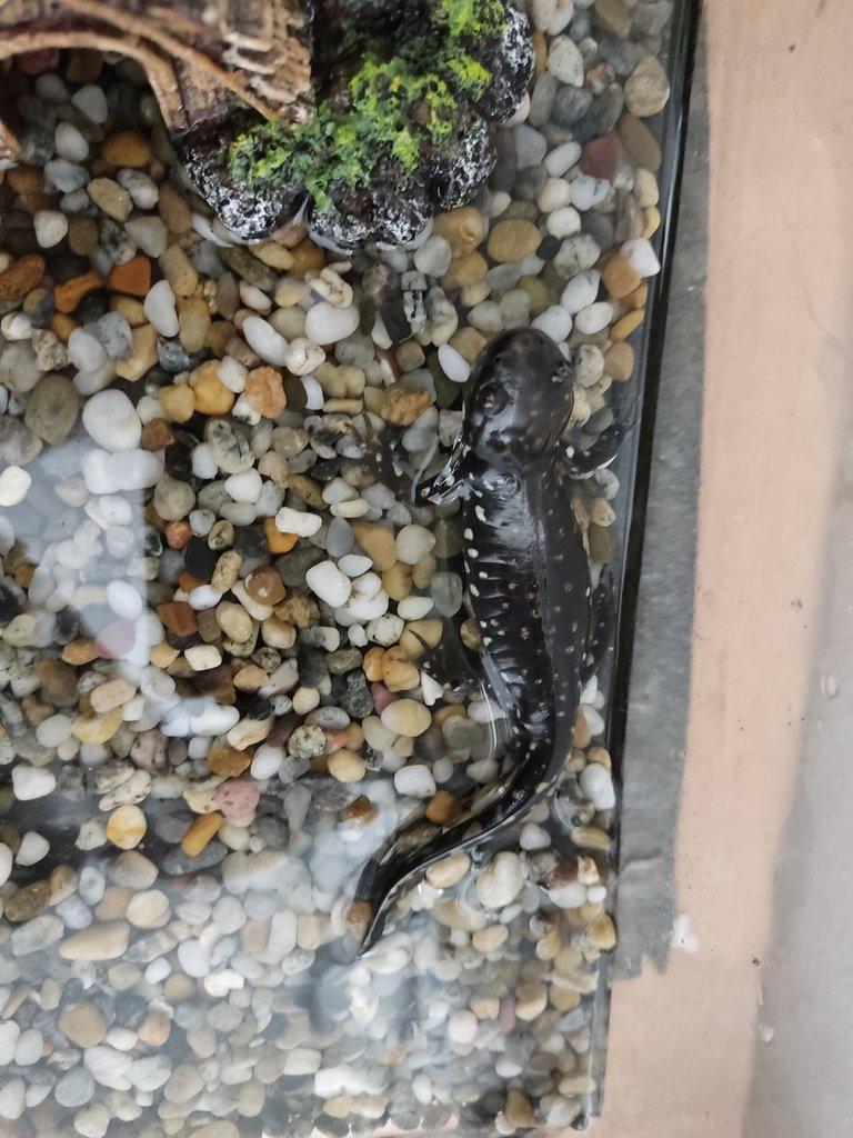 Axolotl mexický po metamorfóze