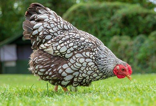 Slepičky Wyandotky zdrobnělé na vajíčka i na okrasu