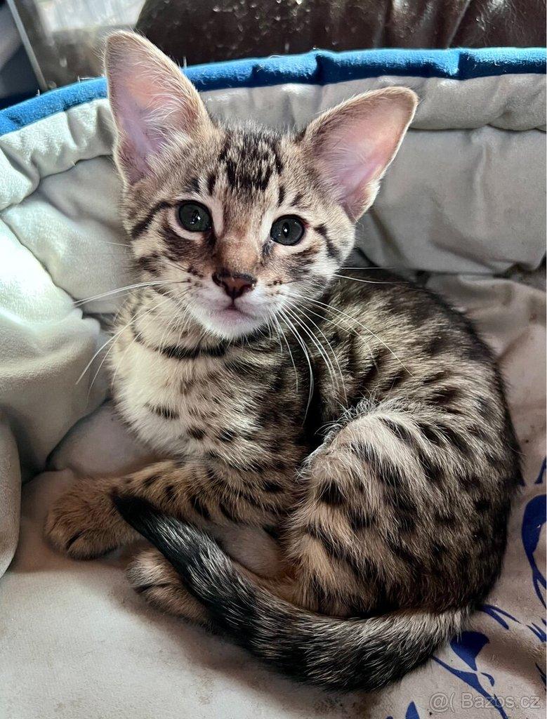 Savannah F3